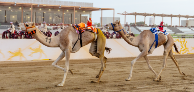 ثنايا على موعد مع 5.3 مليون ريال: كيف يضج مهرجان ولي العهد للهجن؟