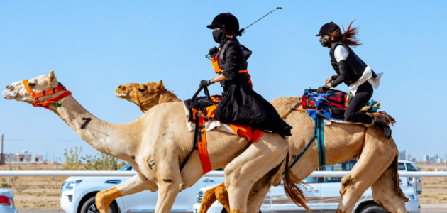 سباق الهجانة الوطني يثير الحماس في ميدان الجنادرية