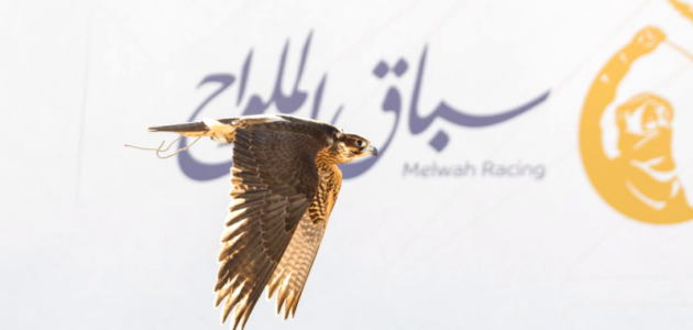معرض الصقور 2026 يضاعف أبعاد سباق الملواح بـ12 شوطًا – تجربة لا تُنسى